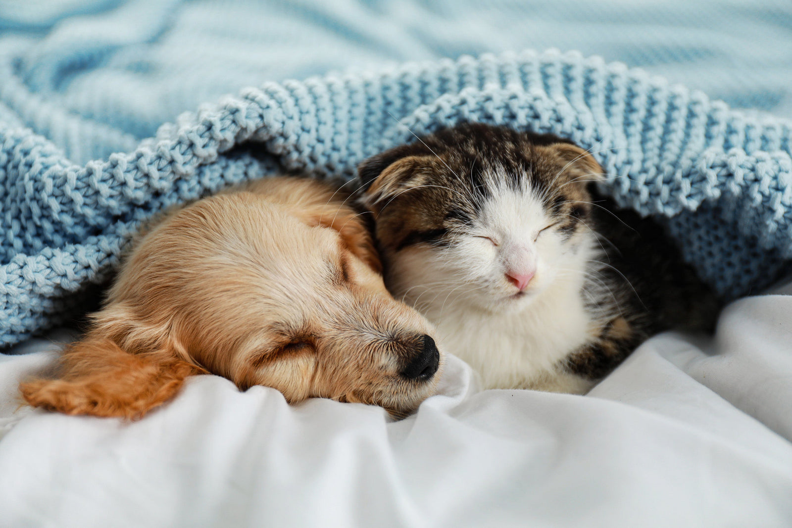 Natural joint care formula for cats and dogs – My Little Tails