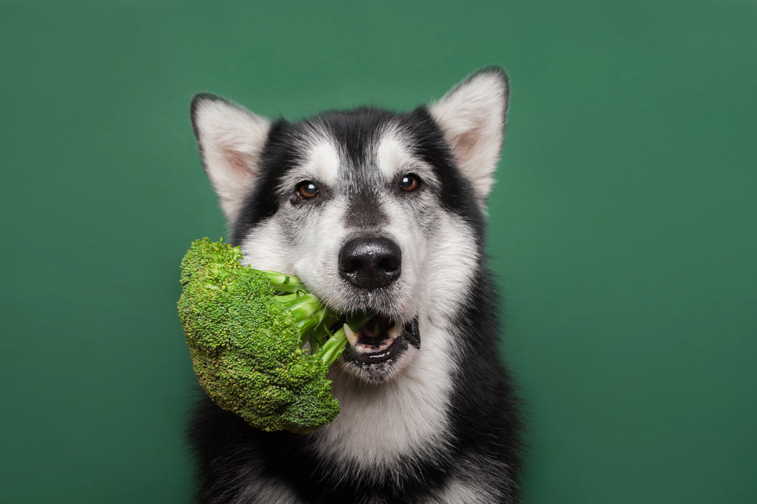 Five Everyday Food to Boost Immune System of Your Dogs