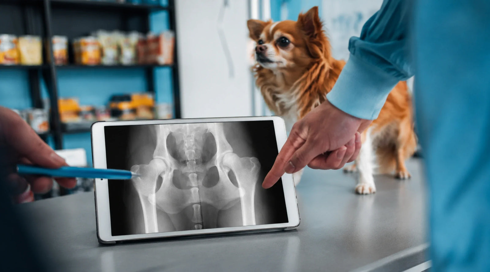 Dog hip dysplasia and arthritis X-ray displayed on a tablet during a veterinary consultation, with a small dog standing beside the exam table while a vet points at the scan.