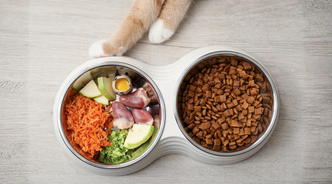 Raw vs Kibble for Dogs and Cats: Why Both Diets Leave an Omega-3 Gap (and How to Fill It)