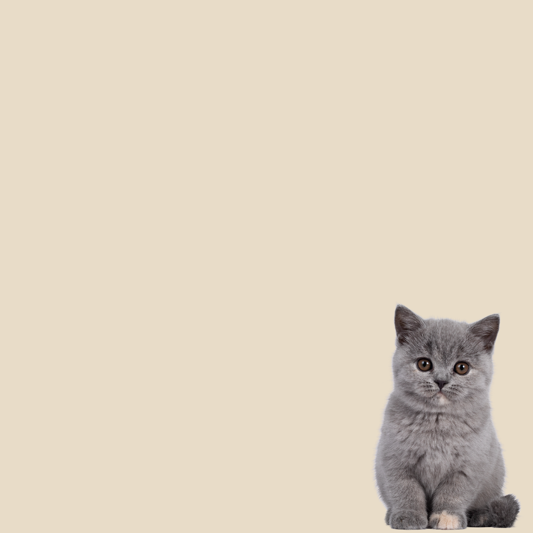 Skin & Coat For Cats