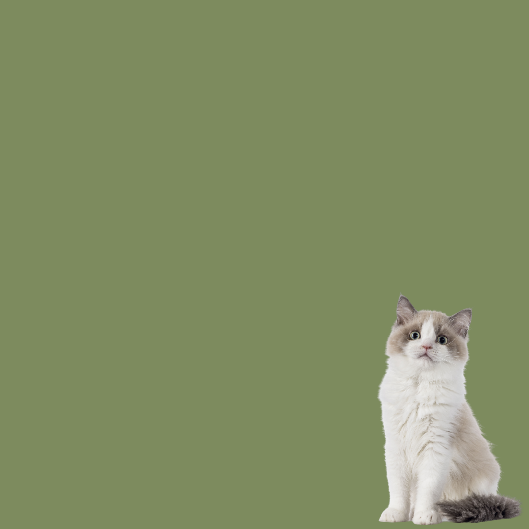 Daily Health For Cats