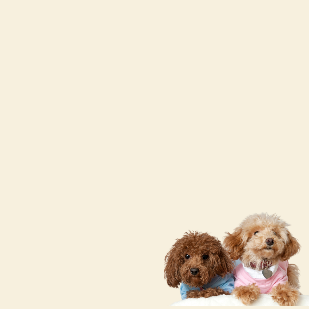 Value Bundles For Dogs