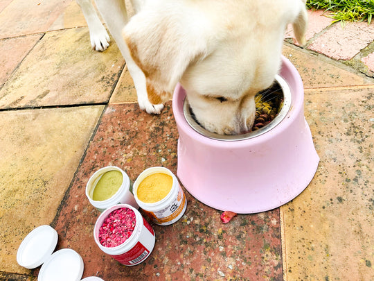 [Bundle Package] Essential Wellness Bundle for Dogs - Meal Topping Powders