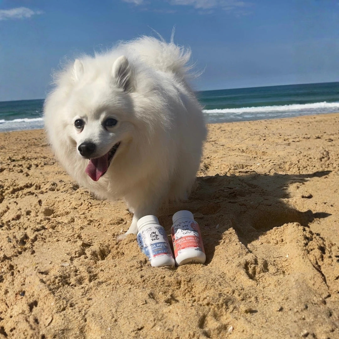 NZ Green Lipped Mussel for Dogs & Cats | Hip and Joint Supplements| HUMAN GRADE