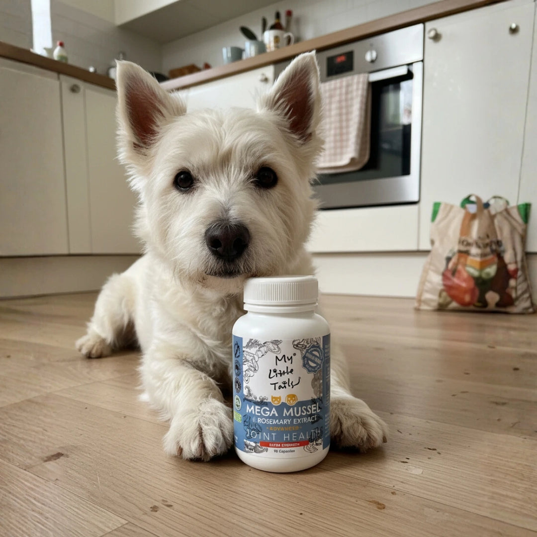 NZ Green Lipped Mussel for Dogs & Cats | Hip and Joint Supplements| HUMAN GRADE